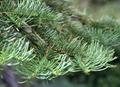 abies lasiocarpa